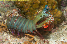 peacock mantis shrimp